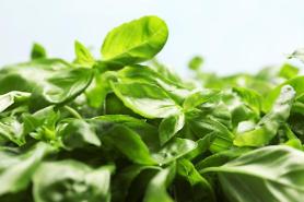 Pesticide inspection of basil from Thailand ordered for importers