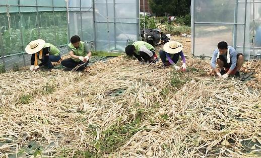 농번기 외국인 노동자 없어 ‘발동동’...도시민 농업 중개 활발