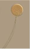 New species of Mucor found in S. Korea