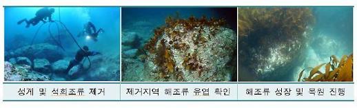 독도 바다사막화 막아라...둥근성게 생태계 개선 사업