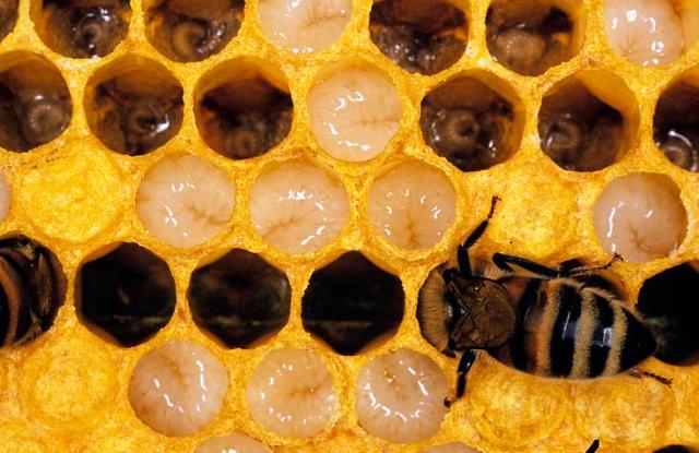 Male honey bee larva earns title of edible insect in S. Korea