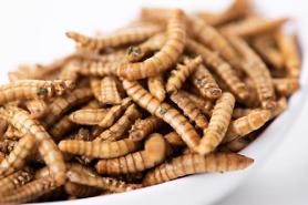 Meal beetle species larvae can be used for polystyrene decomposition