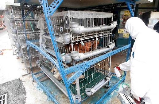 [장마 후 바이러스 습격]② 병해충에 해외 조류인플루엔자(AI) 확진 중 “선제적 방제해야”