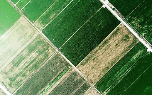 [역대 최장 장마, 농작물 피해 얼마나]① 집중호우에 벼 재배면적 3% 잠기고, 인삼 밭 4% 유실