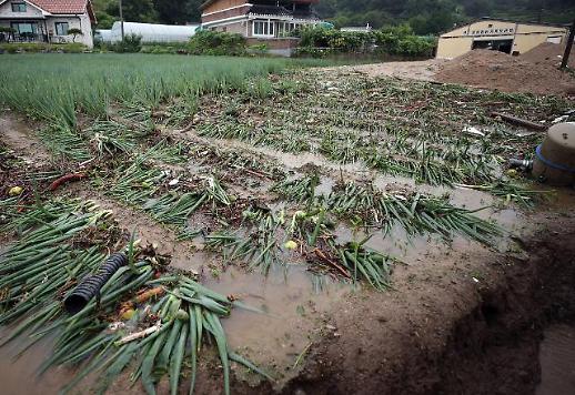 [역대 최장 장마, 농작물 피해 얼마나]② 재난지원금·금융지원에 생계비·복구비까지 가용자원 총동원“