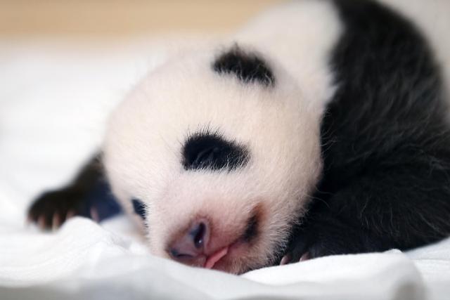 爱宝乐园公开熊猫宝宝50天可爱照片