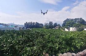 Jeju sử dụng máy bay không người lái để trấn áp việc phân phối trái phép quýt chưa đạt chuẩn