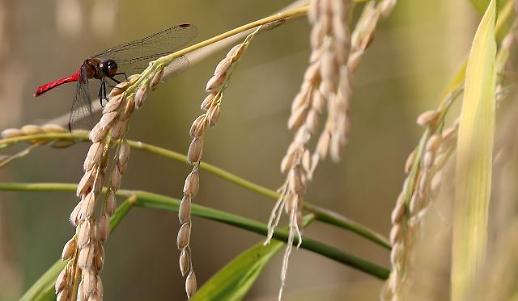[광화문갤러리] 더도 말고 덜도 말고 한가위만 같아라