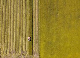 Mùa thu Hàn Quốc trên những cánh đồng và nông trại