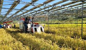 Các nhà nghiên cứu Hàn Quốc phát triển kỹ thuật canh tác lai để sử dụng đất trống dưới các tấm pin năng lượng mặt trời