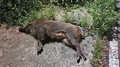 Special winter hunting period declared to reduce wild boar population