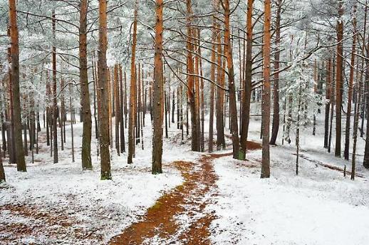 빙판길 녹이는 마법의 가루 제설제 환경파괴 주범이라고?