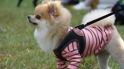 반려동물 잘 걸리는 질병과 펫보험 가입 노하우는? 