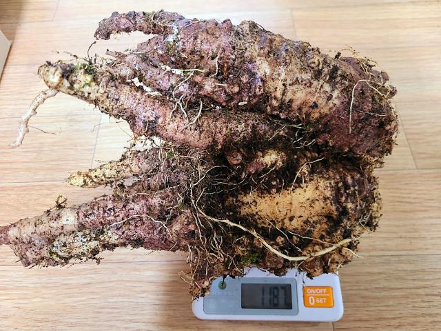 Mountain road workers discovers lance asiabell root estimated to be over 100 years old  