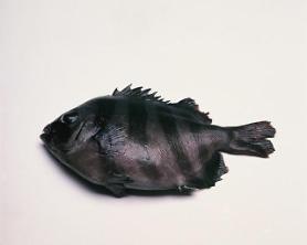 Researchers develop anti-cancer material with striped beakfishs genetic information