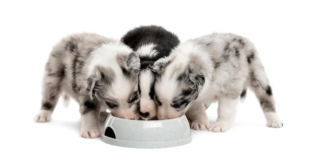 S. Korean pet food exports up sharply thanks to growing demand in Asia