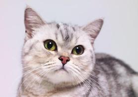 Mèo có kết quả dương tính với COVID-19... trường hợp đầu tiên liên quan đến vật nuôi ở Seoul