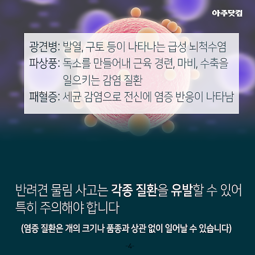 [아주 쉬운 뉴스 Q&A] 맹견책임보험 가입해야 하는 견종은?