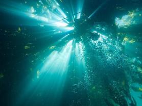 Researchers reveal human-driven evolutionary change in genome analysis of brown seaweeds 