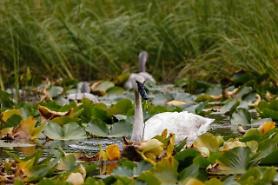 Busan sử dụng drone để giám sát sinh thái xung quanh cửa sông