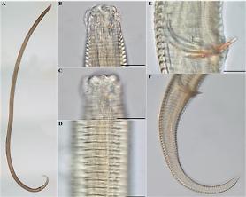 Researchers find new roundworm species near Dokdo