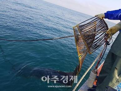 강원도, 쇠미역 종자 분양 사업···보여주기식 행정 종자 분양 관리 전혀 안돼 심각