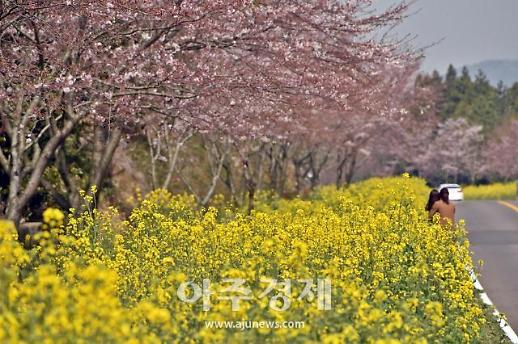 [벚꽃 개화] 코로나19에도 꽃망울 툭…비대면으로 즐길 벚꽃 명소는? 