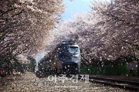 Làm thế nào để có thể ngắm hoa anh đào mà vẫn tuân thủ giãn cách xã hội?