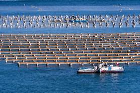 ​S. Korea to regulate styrofoam buoys at oyster and seaweed farms