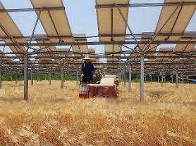 Hanwha Q Cells to produce photovoltaic modules for simultaneous solar power and farming 