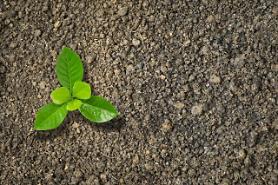 POSCO E&C develops biodegradable dust control agent