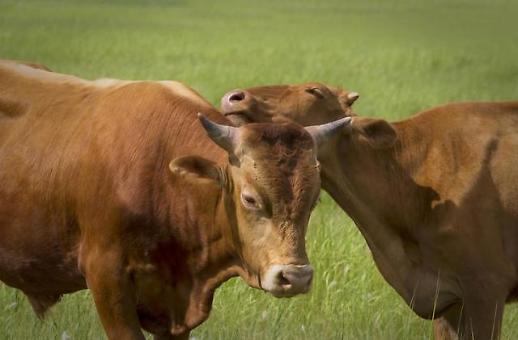 지구 온난화 누명 쓴 소…온실가스 배출량 2.7%에 불과