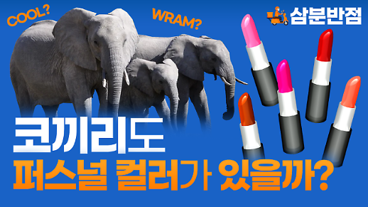 [삼분반점/영상] 코끼리와 같은 동물에게도 퍼스널 컬러가 있을까?