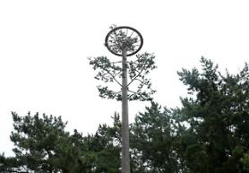 Artificial nests set up in southeastern province to prevent endangered bird from being electrocuted