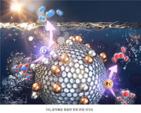 Researchers develop eco-friendly denitrification technique to prevent green tide