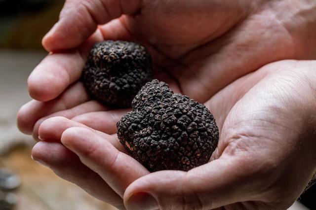 S. Korea pushes to develop cultivation method for truffle mushrooms using gene technology