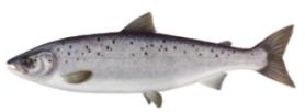 S. Korea to accelerate localization of salmon aquafarming techniques thru 150 mln dollar project