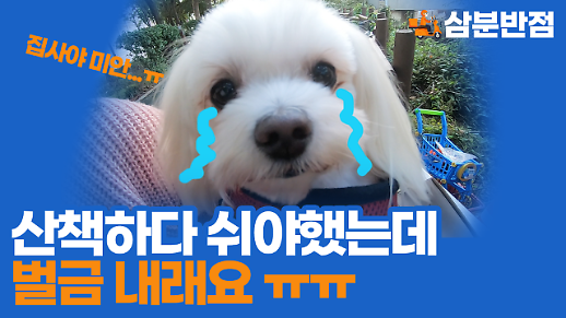 [삼분반점] 산책 중 반려동물의 소변을 치우지 않으면 위법일까?