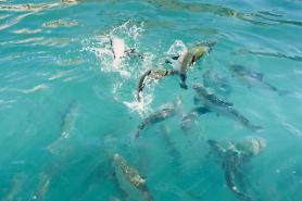Norwegian salmon supplier to provide technical support for smart aquaculture cluster in Pohang