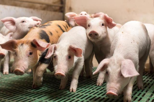 돼지 품질 한눈 본다…축평원 분석서비스 제공
