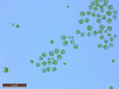Researchers find micro algae variome for effective biofuel production