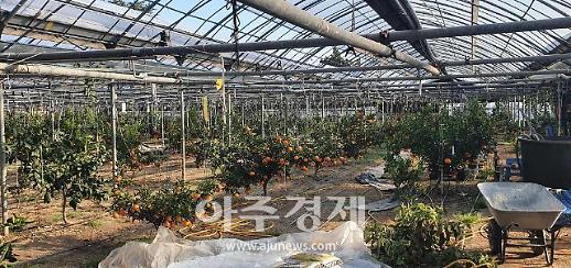 경산에서도 레드향이...맛과 향 뛰어나 순식간 완판 