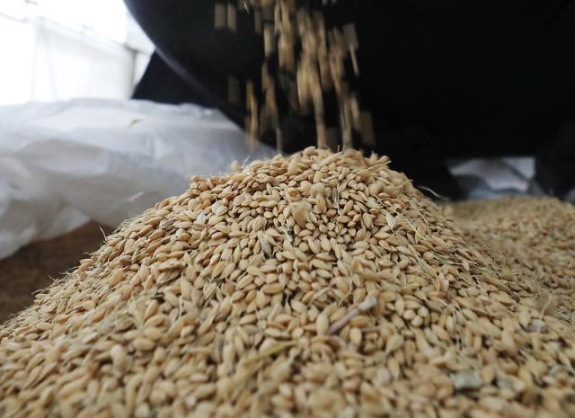 한농연 쌀 정부매입 결정에 박수…쌀값 안정 기대