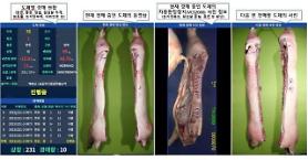 S. Korea demonstrates video information-based online pork carcass auction 