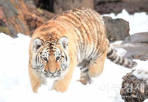 [2022 한국경제 대전환] 우리 경제, 올해도 3%대 성장 예상