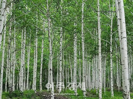 [조현미의 여기는 세종] 산림이 탄소중립 핵심…산림청도 잰걸음