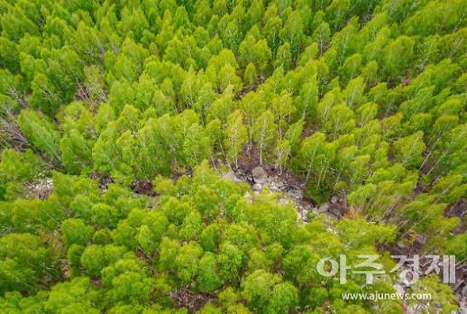 [조현미의 여기는 세종] 산림올림픽 세계산림총회 100일 앞으로