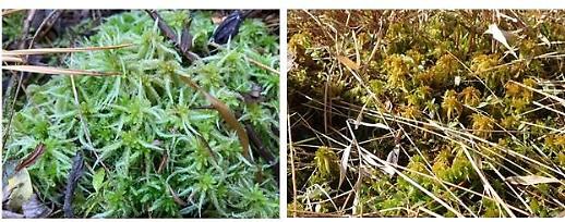 Researchers discover two new peat moss species living in S. Koreas peat bogs