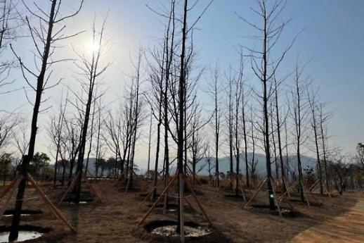 Busan recycles living trees to create green spaces called tree bank