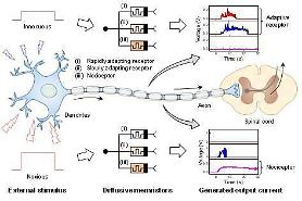 ​Researchers develop sensory receptor capable of detecting dangerous sensations
